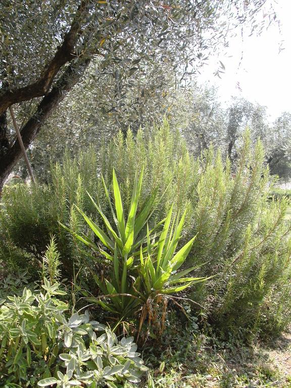 B&B Agli Ulivi Manerba del Garda Eksteriør billede