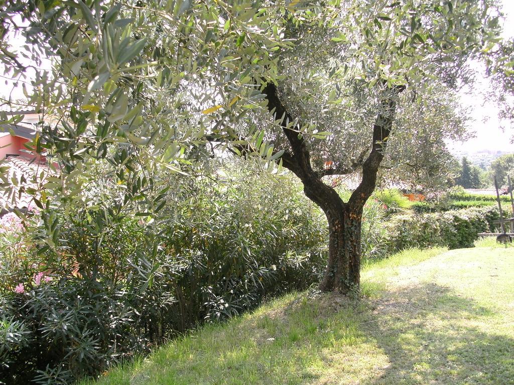 B&B Agli Ulivi Manerba del Garda Eksteriør billede